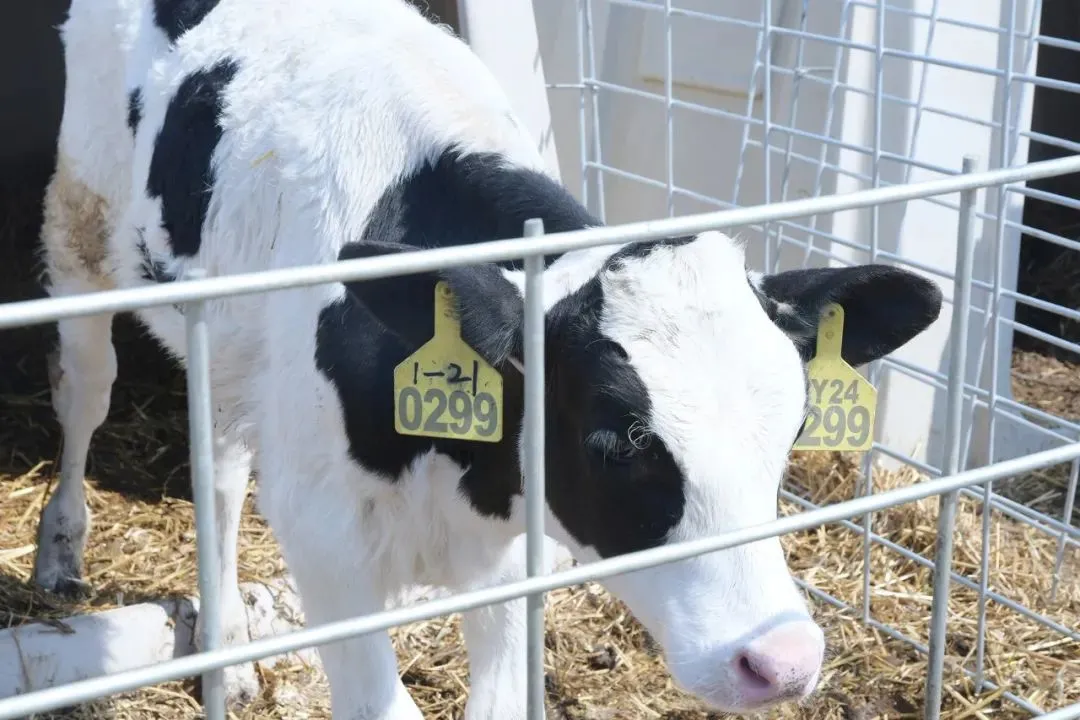 AI不僅成為乳企們應對周期性波動的“對沖工具”,更是其在存量競爭中實現差異化競爭的關鍵手段 圖片